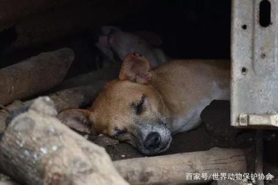 Lucy的故事 一只改变英国宠物销售法的犬只