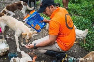 英国的宠物销售法因它而改变——Lucy的故事与犬只寄养改革