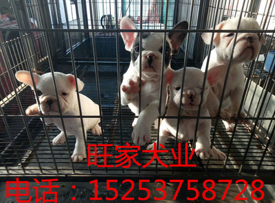 太原地区杜高犬价格与犬只寄养服务指南