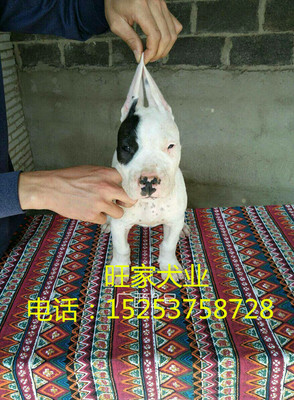 天津拉布拉多犬价格与购买指南