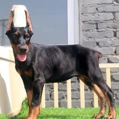 高加索犬 饲养指南、购买渠道与犬只寄养信息