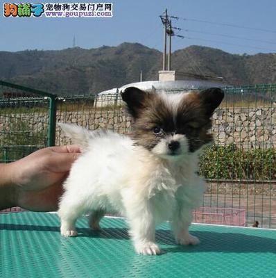 解决蝴蝶犬在沙发上便便的困扰 原因分析与训练指南