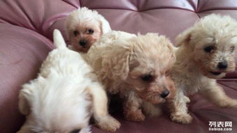 专业犬只服务 泰迪幼犬批量销售与高品质寄养解决方案