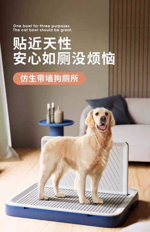 借本地化履约穿透东南亚宠物市场 大件宠物用品与犬只寄养的出海破局之道