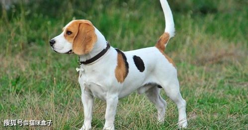 比格犬 为何成为国际公认的实验犬明星与科学寄养的双重角色