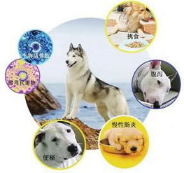 警惕宠物市场乱象 多数售犬实为无监管的‘三无’寄养