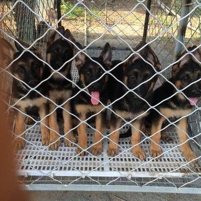 阜新中亚牧羊犬养狗场 专业繁育，守护与忠诚的源泉