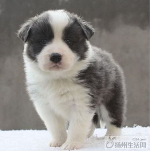 纯种边境牧羊犬幼犬热售 聪明易训，品相出众的通脖通缝宝宝