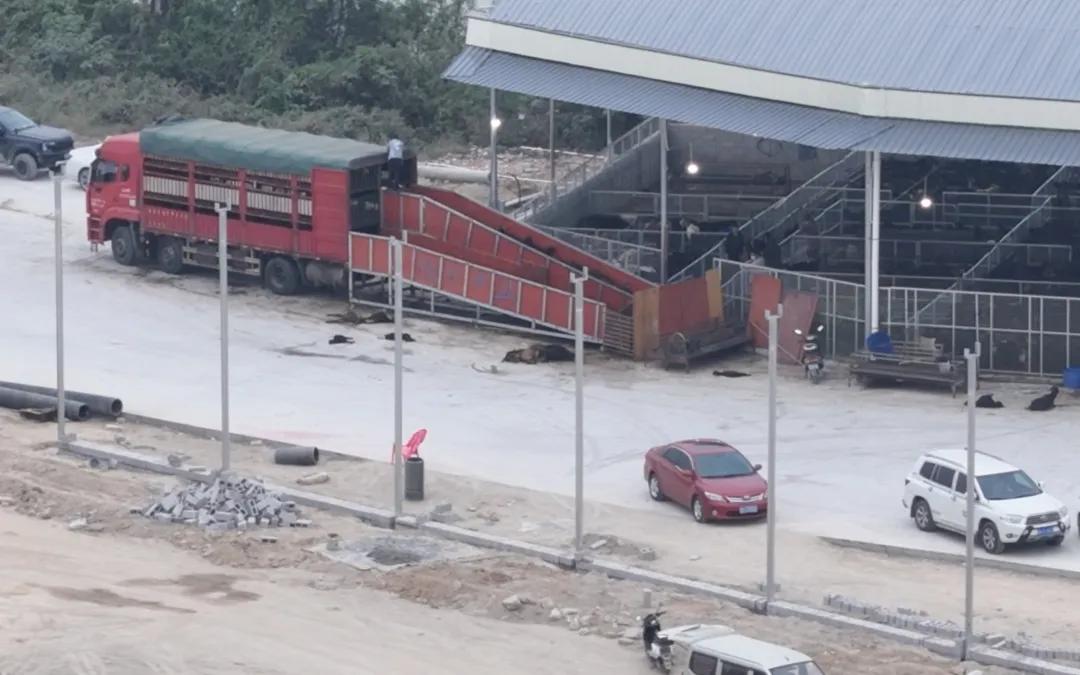 从检疫缺失到情感联结 解析犬只屠宰与寄养背后的社会争议