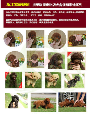中秋宠物团圆季 浙江宠爱联盟推出超低价犬只销售