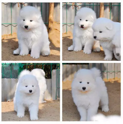 纯种金毛寻回犬 聪明可爱的家庭伴侣