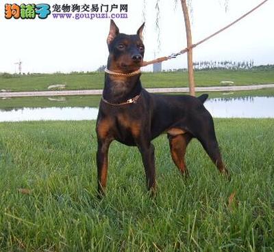 专业信赖之选 淄博最大正规杜宾犬舍，完美售后与终身协议的品质承诺