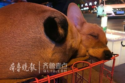路边摊购犬需谨慎，资深养狗人教你如何慧眼识良犬