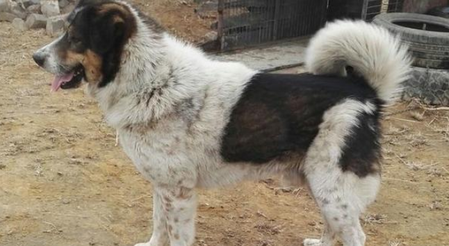 四个月太行犬的健康养护与购买指南