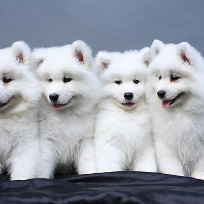 可爱巴哥幼犬待售 健康保证，乖巧迷人