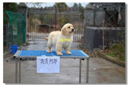 阿郎金毛犬舍 双血统高品质金毛犬即将新家招募，携手共筑爱宠事业