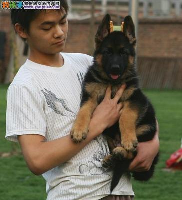 德国牧羊犬的完美伴侣 从犬场直销到健康保障的智慧选择