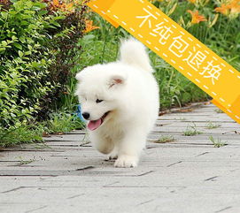 如何选择可靠的萨摩耶犬专业繁殖基地？签约保障、健康承诺与贴心服务全解析