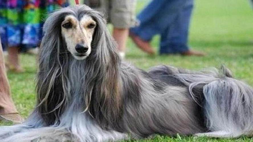 阿富汗犬的禁养之谜 光鲜背后的风险与责任 看完你还敢养吗