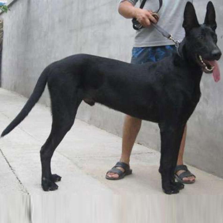 黑狼犬幼犬活体与纯种价格指南 从养殖场选择到寄养注意事项