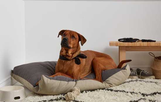杭州城市养犬管理条例