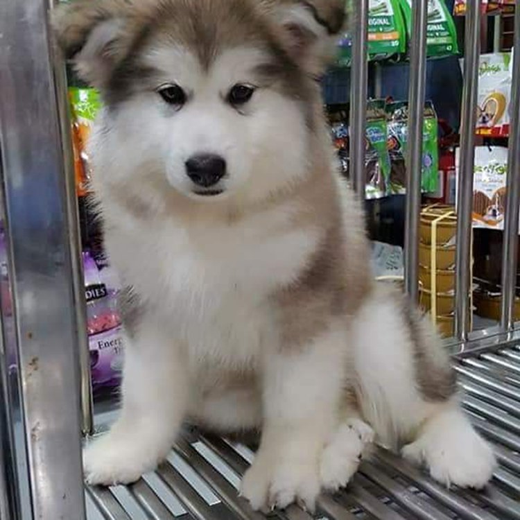 赤色褐色阿拉斯加犬尿尿狗宠物家养狗狗厂家直销