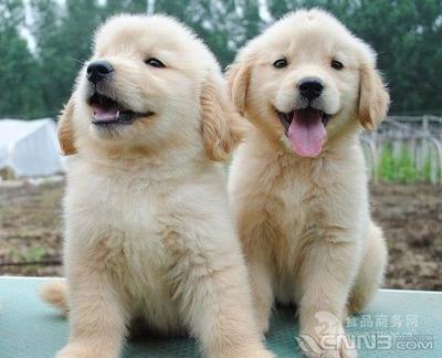 金毛犬批发价格与犬只寄养服务详解