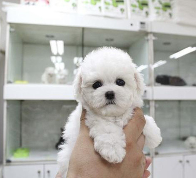 广州购买小体比熊犬指南 价格与销售渠道分析