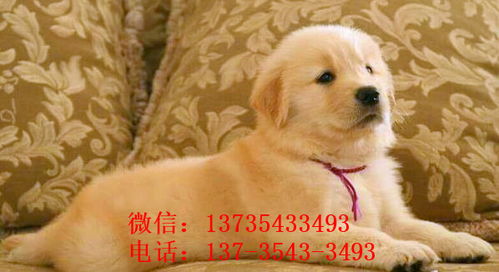 汕尾纯种金毛幼犬 领养与购买指南及犬只销售市场信息